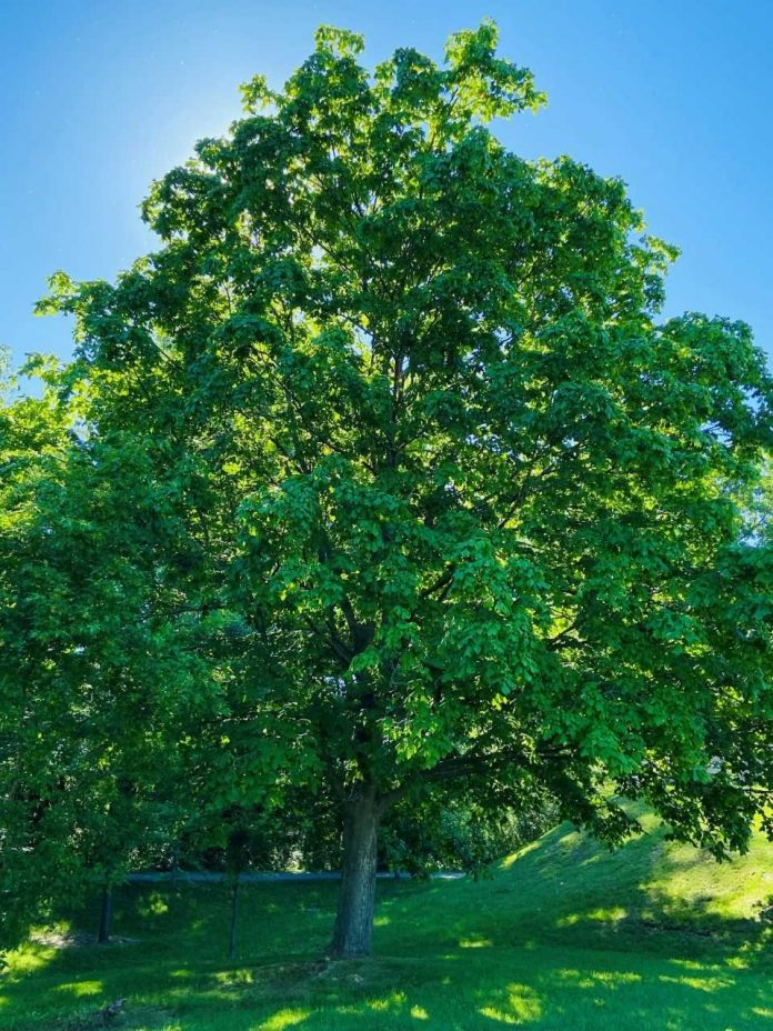 Rosemère shows its green
