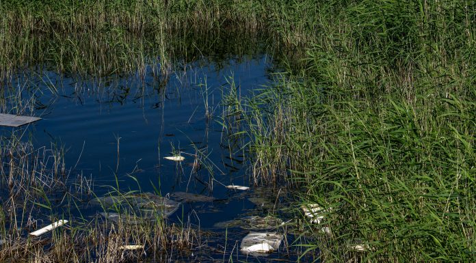 North Shore cities united for a cleanup of the banks of the Rivière des Mille Îles