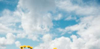 Rosemère’s Dandelion Challenge!