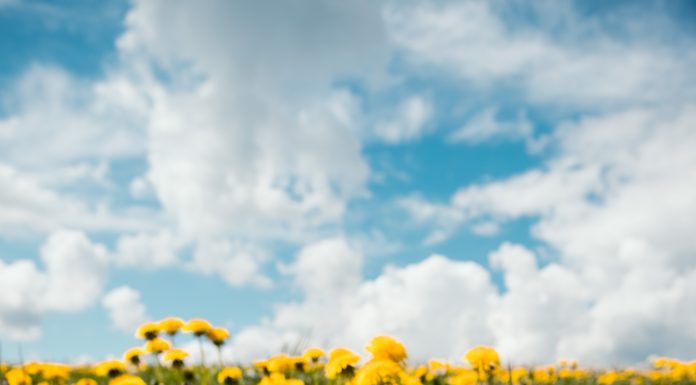 Rosemère’s Dandelion Challenge!