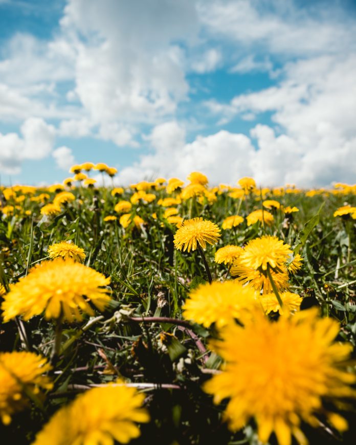 Rosemère’s Dandelion Challenge!