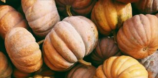 Harvest Day: A Community Celebration of Abundance