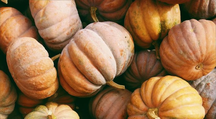 Harvest Day: A Community Celebration of Abundance
