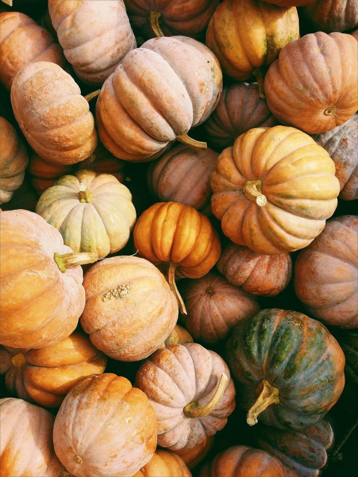 Harvest Day: A Community Celebration of Abundance