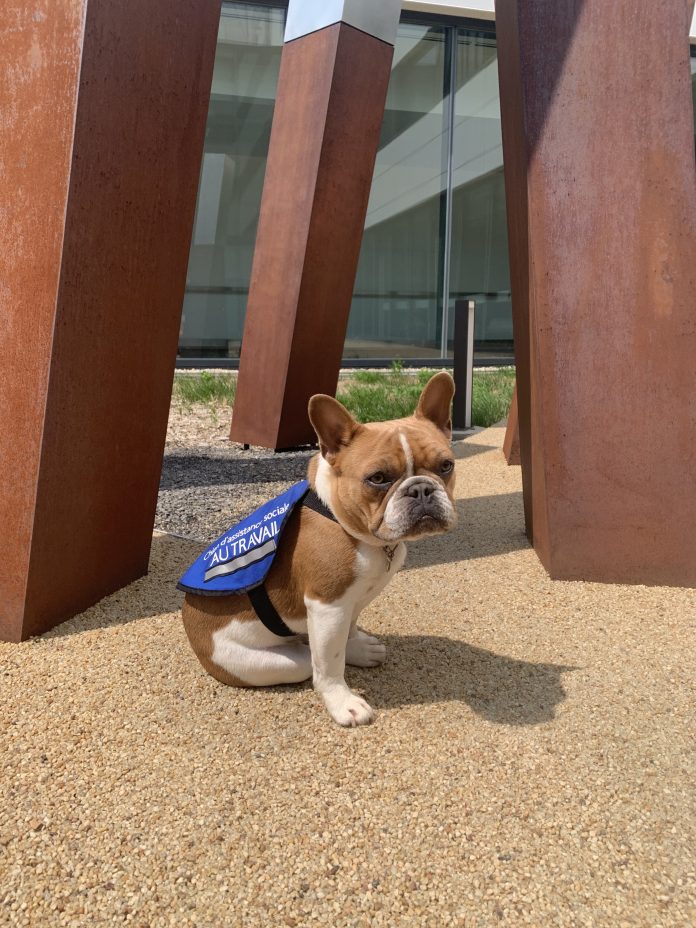 Stan and Louis: Canine Companions Enhancing Care at CISSS des Laurentides