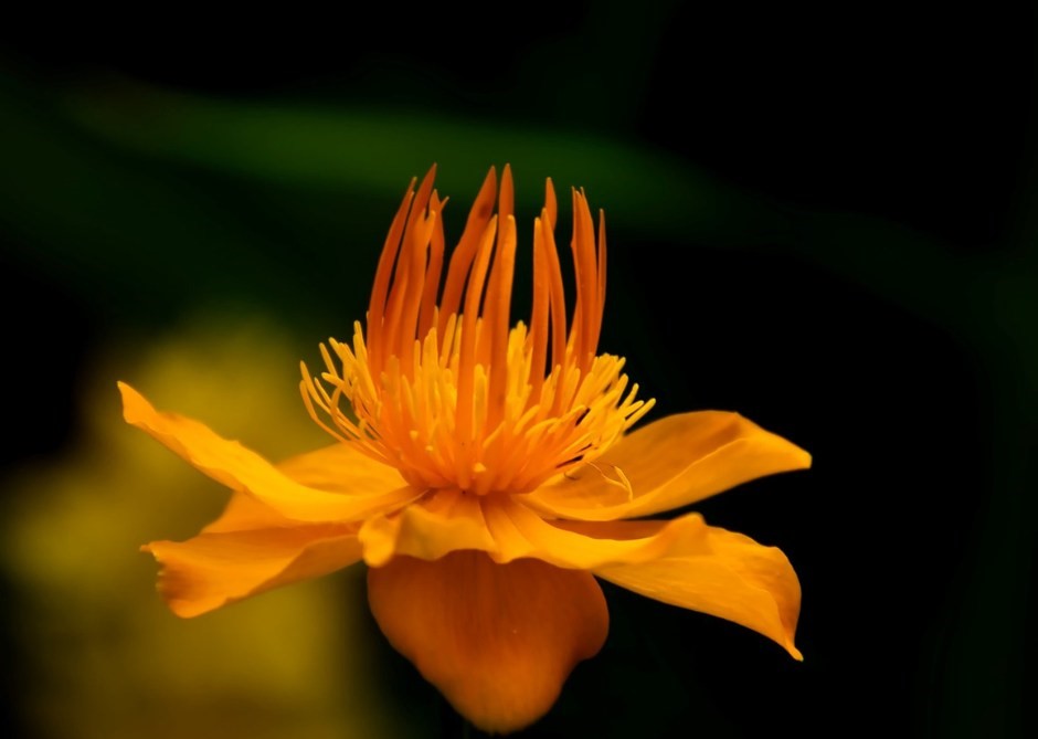 Rosemère in Bloom: Celebrating 35 Years of Community and Environmental Excellence