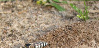 Sand Wasps in Parks: Harmless Visitors and a Chance to Capture Deux-Montagnes in a New Light