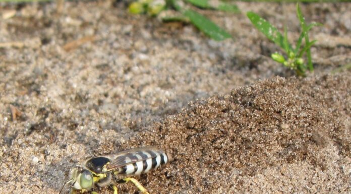Sand Wasps in Parks: Harmless Visitors and a Chance to Capture Deux-Montagnes in a New Light