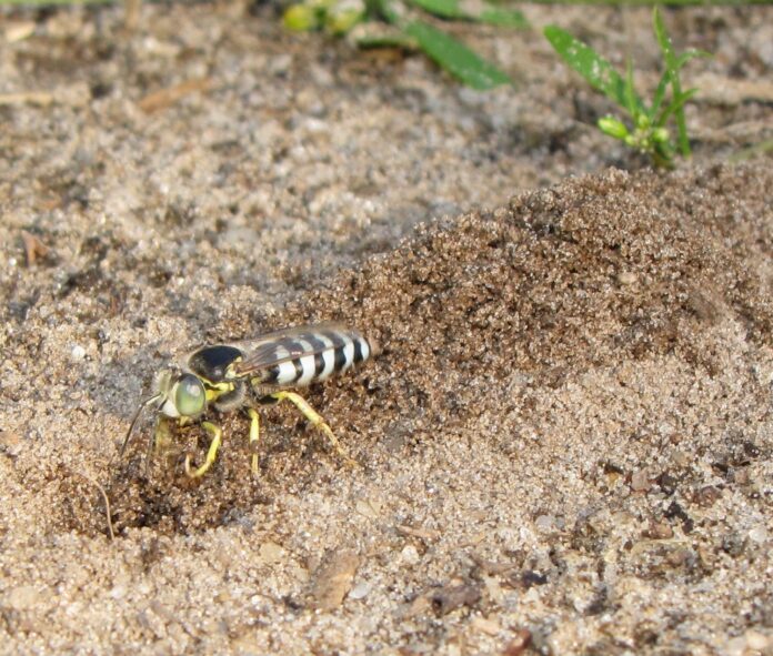 Sand Wasps in Parks: Harmless Visitors and a Chance to Capture Deux-Montagnes in a New Light