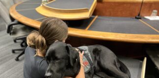 Stan the Comfort Dog Has Helped Over 100 Youth in Laurentians Child Protection Services