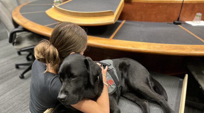 Stan the Comfort Dog Has Helped Over 100 Youth in Laurentians Child Protection Services