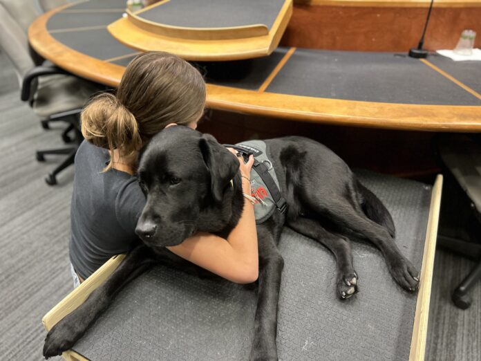 Stan the Comfort Dog Has Helped Over 100 Youth in Laurentians Child Protection Services