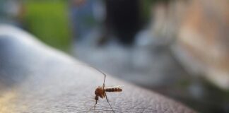 West Nile Virus: Public Health Officials Urge Caution as Positive Samples Detected in Rosemère