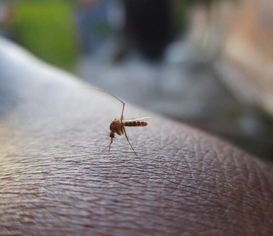 West Nile Virus: Public Health Officials Urge Caution as Positive Samples Detected in Rosemère