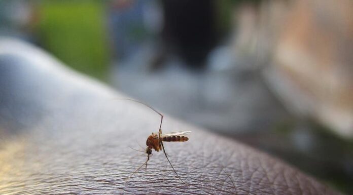 West Nile Virus: Public Health Officials Urge Caution as Positive Samples Detected in Rosemère