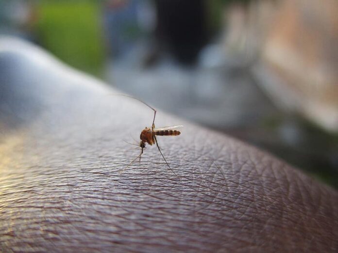 West Nile Virus: Public Health Officials Urge Caution as Positive Samples Detected in Rosemère