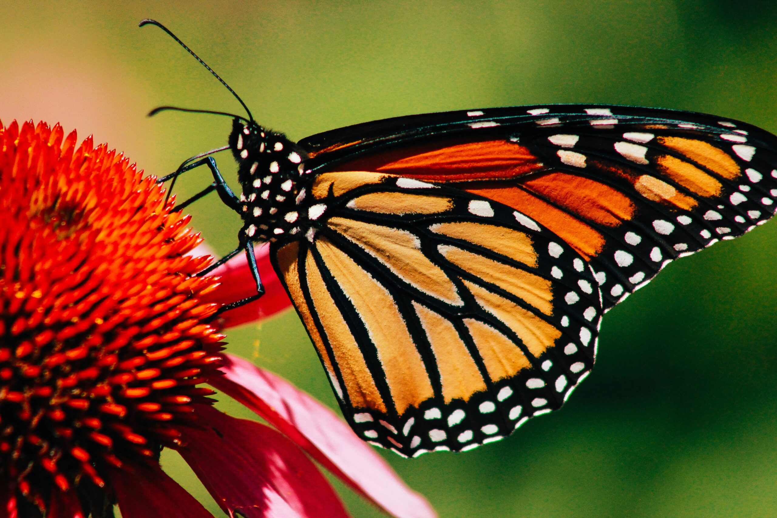 Rosemère Unveils 2026 Municipal Calendar Featuring Citizen Artwork and Local Pollinators