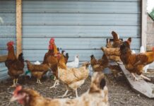 Boisbriand Reminds Residents: Backyard Birds Must Be Confined Under Quebec Rules