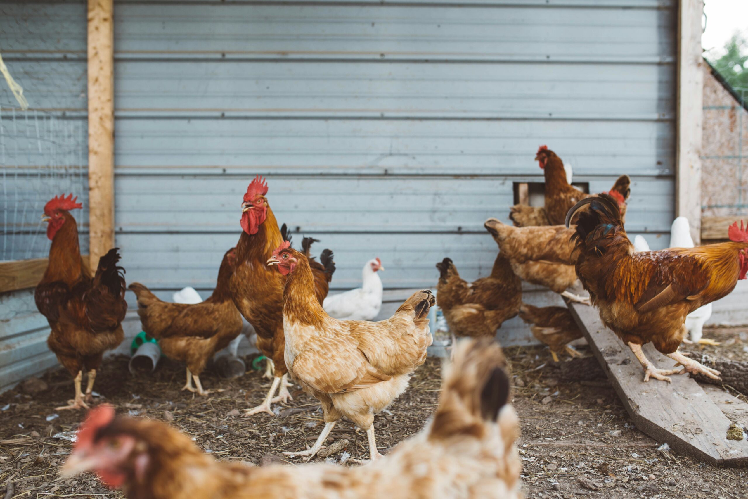Boisbriand Reminds Residents: Backyard Birds Must Be Confined Under Quebec Rules