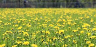 Blainville Joins “Dandelion Challenge” to Support Pollinators and Biodiversity