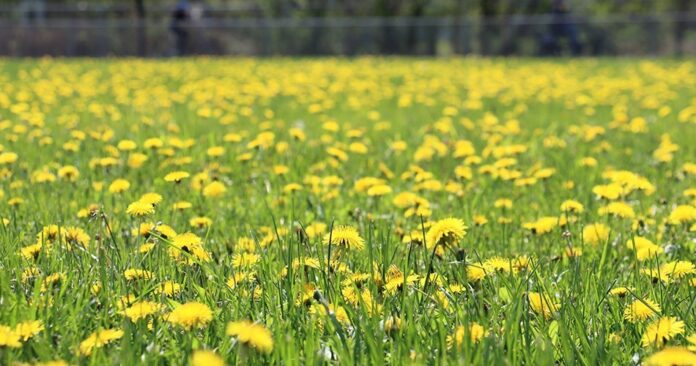 Blainville Joins “Dandelion Challenge” to Support Pollinators and Biodiversity