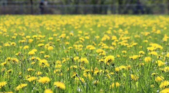 Blainville Joins “Dandelion Challenge” to Support Pollinators and Biodiversity