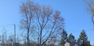 Sainte-Therese encourages residents to plant milkweed to help protect monarch butterflies