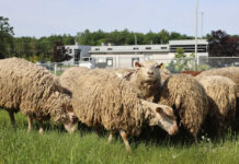 Blainville Turns to Sheep for Greener Lawn Maintenance