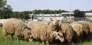 Blainville Turns to Sheep for Greener Lawn Maintenance