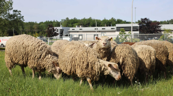 Blainville Turns to Sheep for Greener Lawn Maintenance