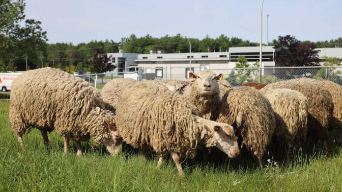 Blainville Turns to Sheep for Greener Lawn Maintenance